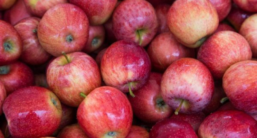 Sloupovité jablko vasyugan - jak pěstovat ovocnou plodinu